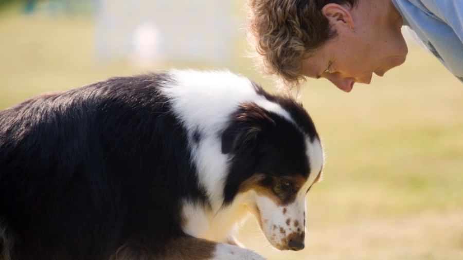 澳洲留學(xué)生課程輔導(dǎo)